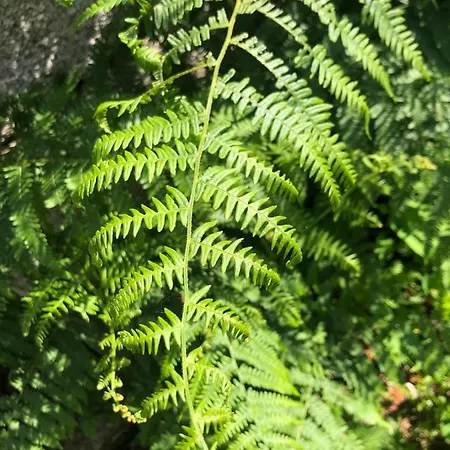 Quinta Do Souto * Barciademera