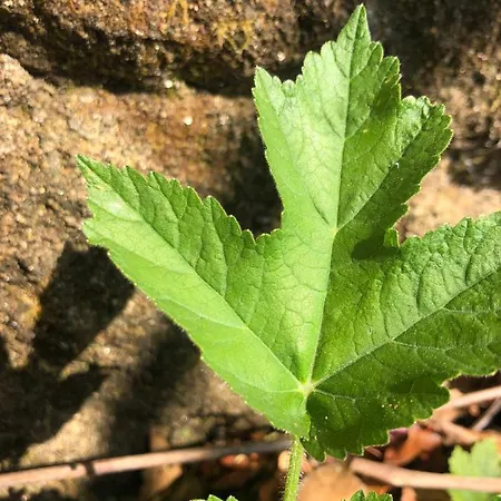 Quinta Do Souto Casa vacanze
