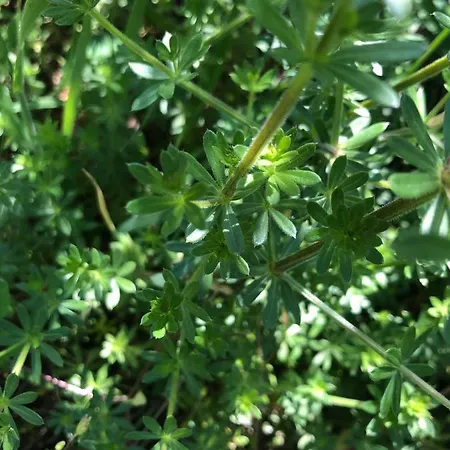 度假居 Quinta Do Souto Barciademera