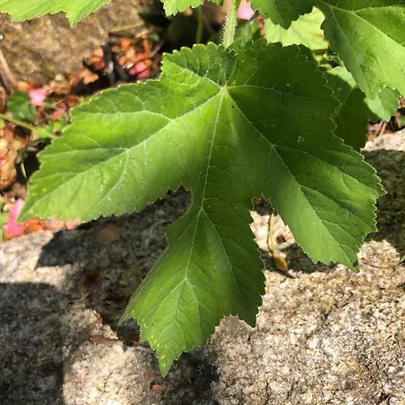 度假居 Quinta Do Souto *