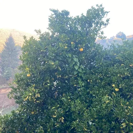 Quinta Do Souto Prázdninový dům *